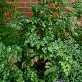 Oregon Grape
